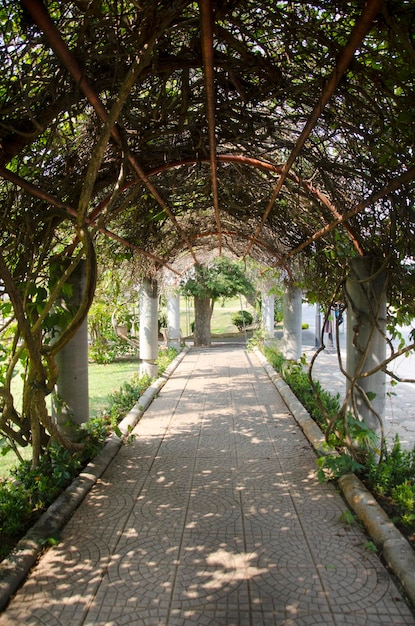 Sing Buri Thailand의 공원에 있는 나무 터널 정원과 돌 산책로