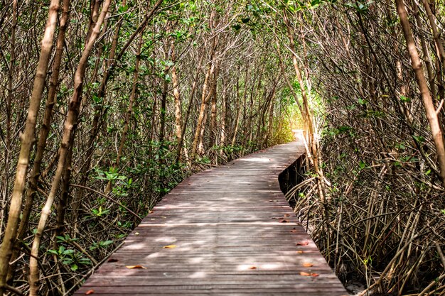 Tree tunnel with walkway