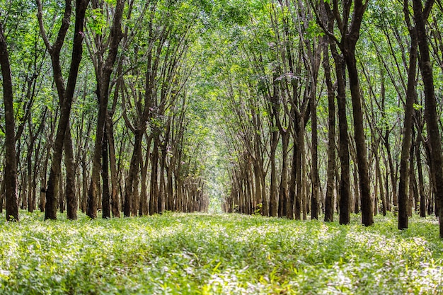 Photo tree tunnel