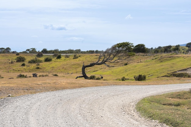 tree twisted by the wind on a countryside road