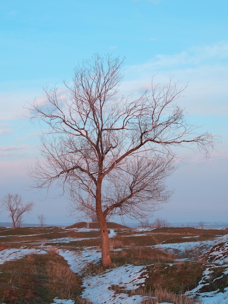 tree view on the plain