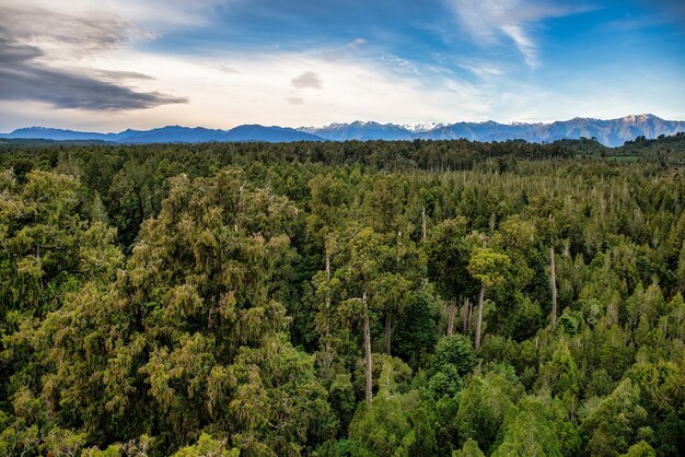 The tree walk through the top of the trees provides stunning views of the rain forest in the South I