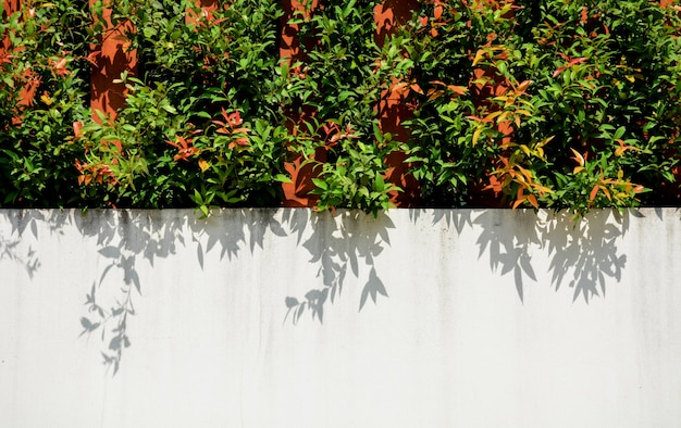 Tree wall on beside the Road. vertical garden wall