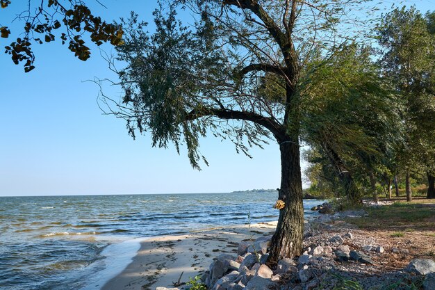 Foto albero lavato in riva al mare