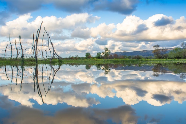 A tree in the water with clouds in the sky