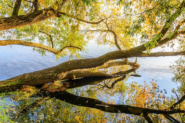 A tree in the water with the leaves changing colors