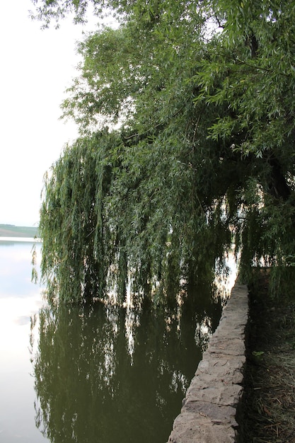 A tree next to water