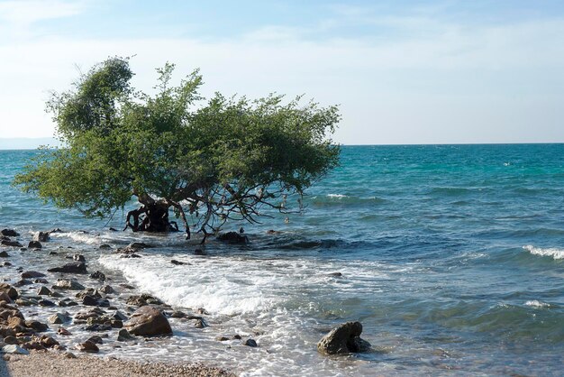 Tree in the water