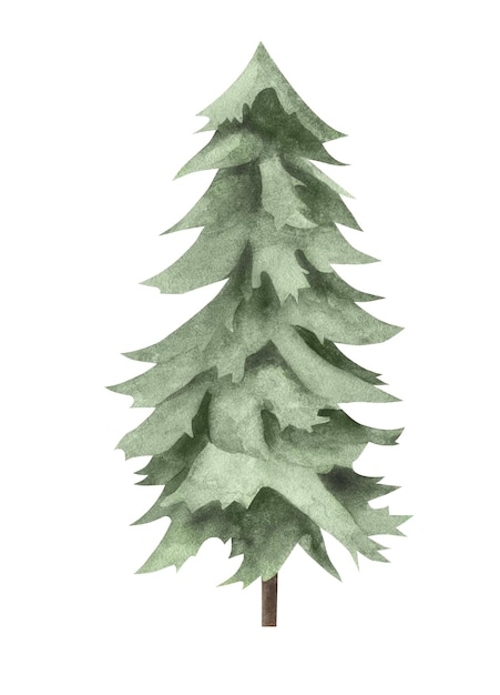 Foto albero in acquerello. disegno di un albero su sfondo bianco.