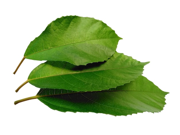 흰색 배경에 나무 흰색 배경에 고립 된 녹색 잎