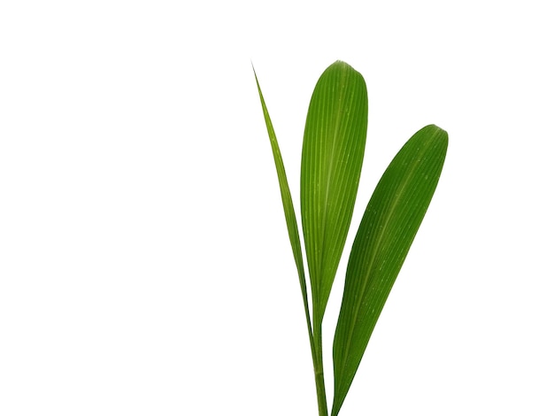 흰색 배경에 나무 흰색 배경에 고립 된 녹색 잎
