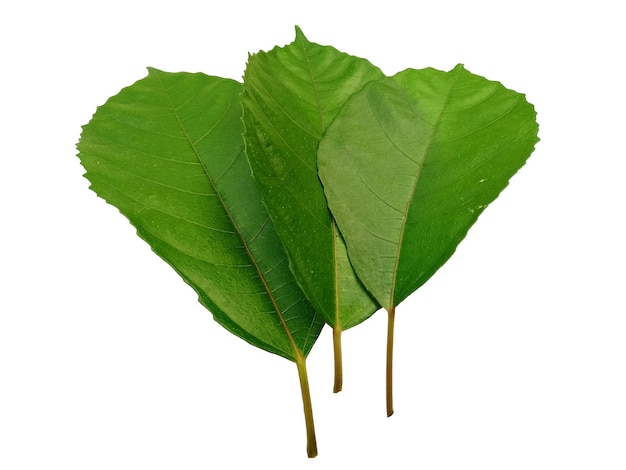 Tree on white background Green leaves isolated on white background