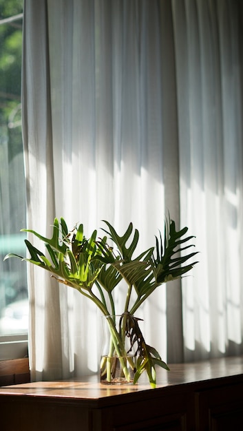 The tree next to the window rests on a wooden table on a sunny day.