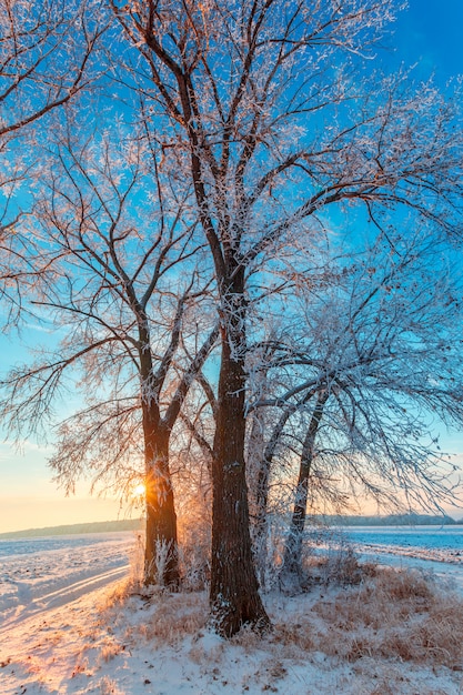 Tree in winter road. Frosty dawn over the fields.