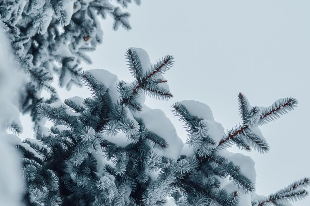 tree winter twig