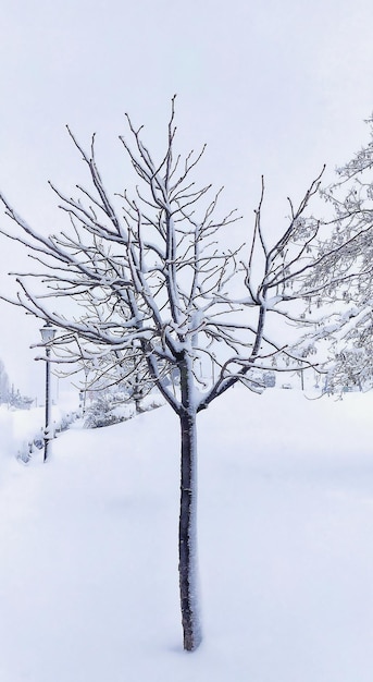 Tree in winter.