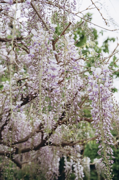 L'albero di glicine con fiori bianchi