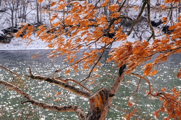 дерево с осенними листьями у озера