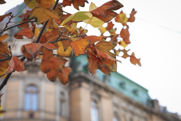 Tree with autumn leaves in city selective focus