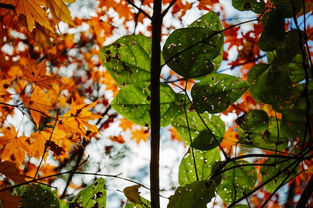 A tree with autumn leaves and the words  autumn  on it