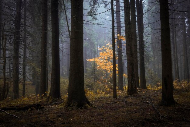 Tree with autumn yellow leaves in dark misty forest autumn\
atmospheric forest landscape