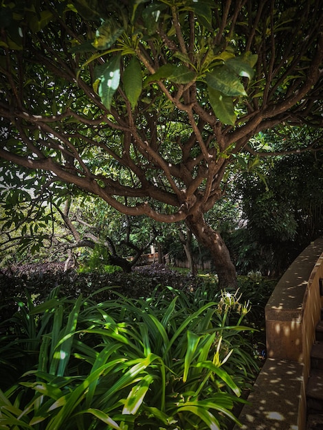 a tree with a bench under it that says " the name " on it.