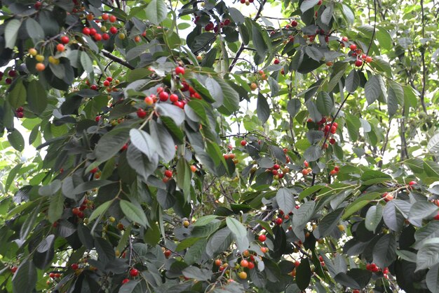 a tree with berries and red berries on it