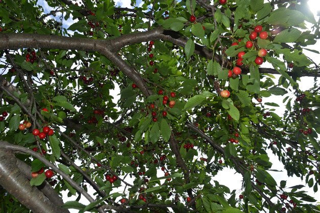 Photo a tree with berries and the word  pomegra  on it