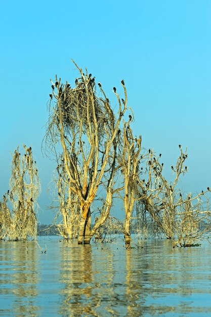 ケニアのナイバシャ湖の鳥と木