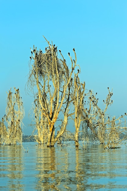 写真 ケニアのナイバシャ湖の鳥と木