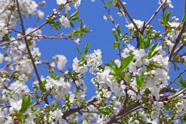 Tree with blooming flowers on blue sky background