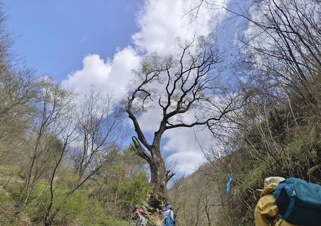 A tree with a blue flag on it