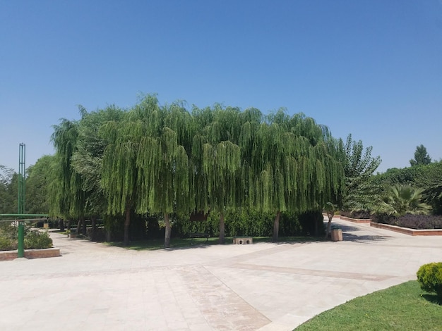 A tree with a blue sky in the background