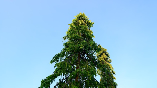 A tree with a blue sky behind it