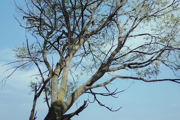 A tree with a blue sky behind it