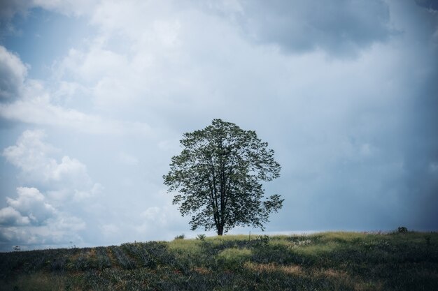 A tree with blue sky