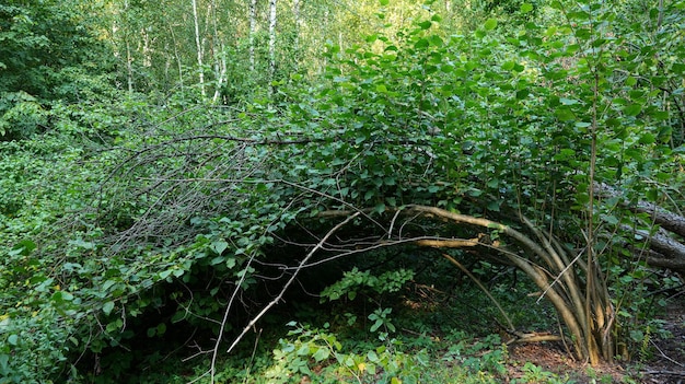 Дерево с ветвями, склонившимися к земле в летнем лесу