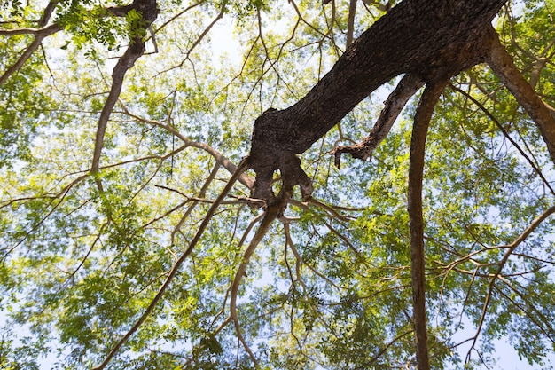 Under a tree with branches