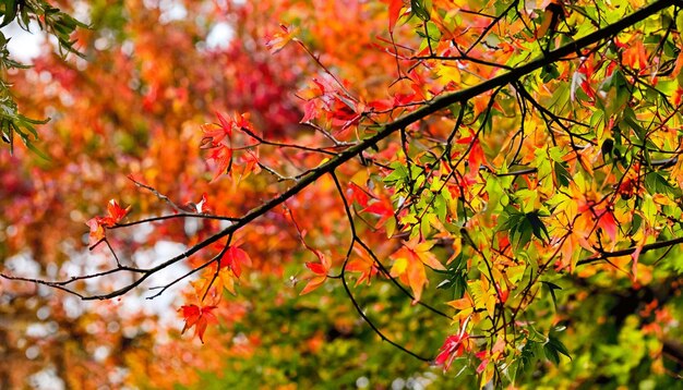 Photo a tree with bright red leaves in autumn