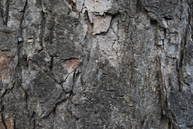 a tree with a brown spot on it