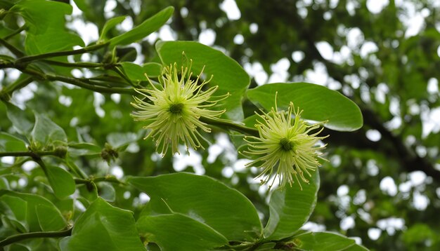 Photo a tree with a bunch of flowers that say  dandelion