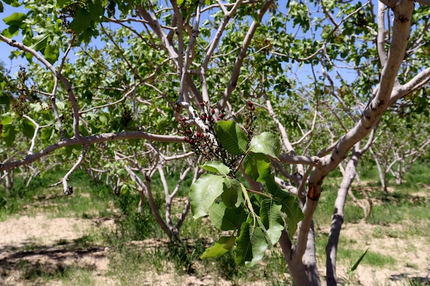 A tree with a bunch of red berries on it