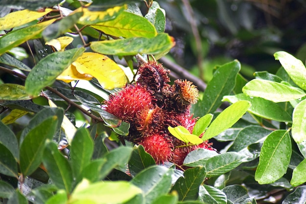 A tree with a bunch of red rambutan fruits