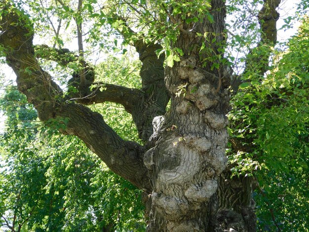 Tree with burls photo