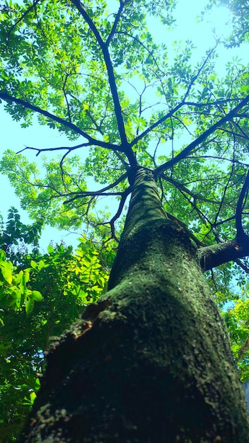 잎과 가지의 캐노피가 있는 나무