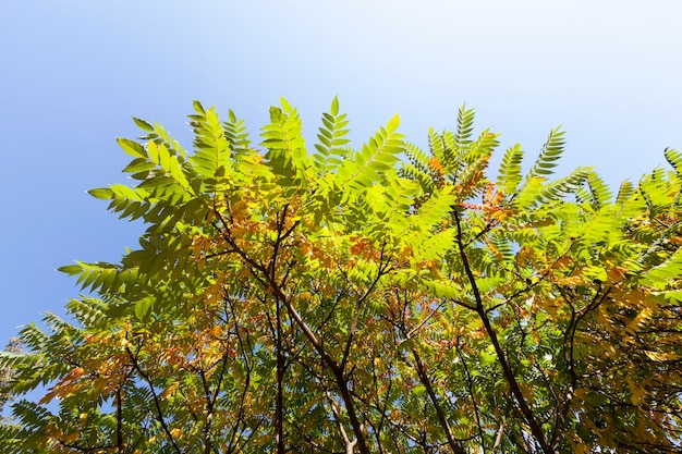 A tree with a change of color foliage in the autumn season, a plant against the blue sky, the top of a tree