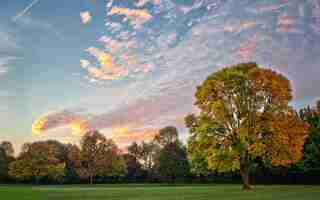 Photo a tree with a cloud in the sky