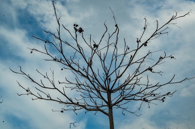 A tree with a cloudy sky in the background