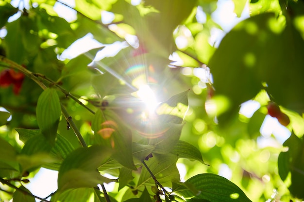 Tree with dogwood fruits on a bright sunny day Natural background