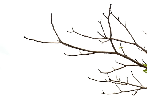 Tree with dried twigs isolated over a white background